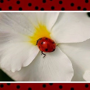 Meet your Posher, Anny